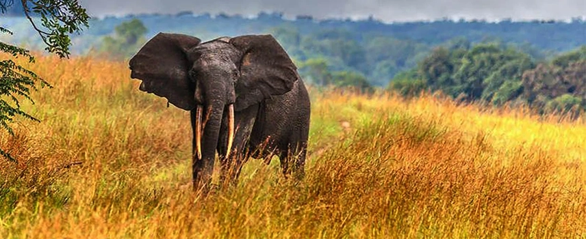 Bodyguard Services in Gabon