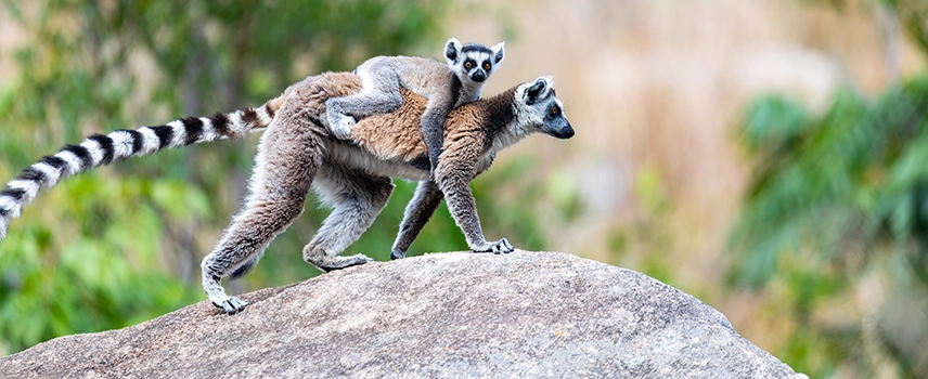 Bodyguard Services in Madagascar