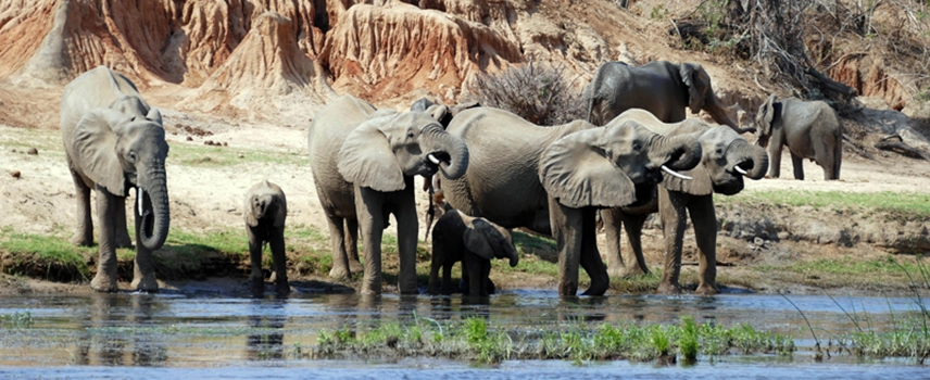 Bodyguard Services in Zambia